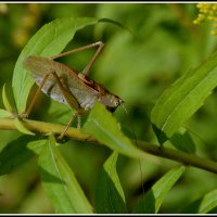 ...зелененький он был... :: Aleksandr Gal