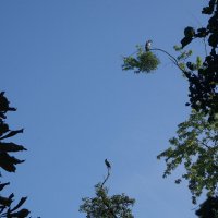 Бакланы :: Рита Симонова Бакланы :: Рита Симонова