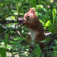 Молодая белка. :: Владимир Безбородов