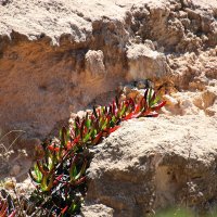 Карпобротус съедобный. :: Argaman Табашник