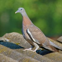 юная самочка вяхиря... :: Andrey Bragin 