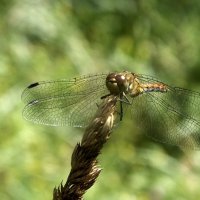 ** :: Зоя Мишина ** :: Зоя Мишина