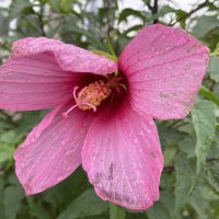 После дождя (6) :: Alexey YakovLev После дождя (6) :: Alexey YakovLev