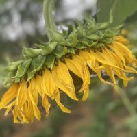 После дождя (8) :: Alexey YakovLev