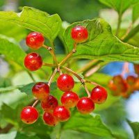 *** :: Леонид leo