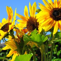 ... :: Сергей Ц