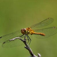 Стрекоза :: Александр Леонов Стрекоза :: Александр Леонов