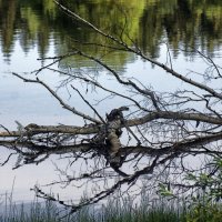 запруда :: Ольга Cоломатина запруда :: Ольга Cоломатина