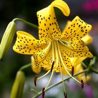 лилейник :: Ольга Cоломатина