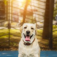 Алькор :: Alex Bush Алькор :: Alex Bush