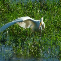 рыбалка :: gawrilа - dan