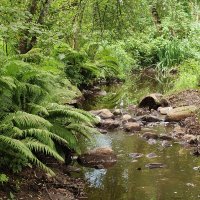 Лесной ручей :: Андрей 