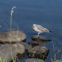 Серебристая чайка :: Борис Генкин