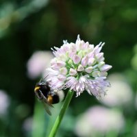 Труженник шмель :: Roman stories -