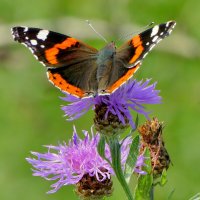 из снятого 1 августа 9 :: Александр Прокудин из снятого 1 августа 9 :: Александр Прокудин