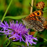 из снятого 1 августа 10 :: Александр Прокудин из снятого 1 августа 10 :: Александр Прокудин