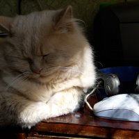 кошки-мышки ))) :: Всеволод кошки-мышки ))) :: Всеволод