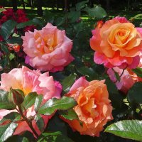 Июльские розы :: Лидия Бусурина