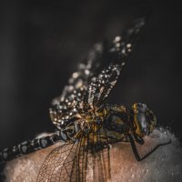 Стрекозка :: Lyubov Busova