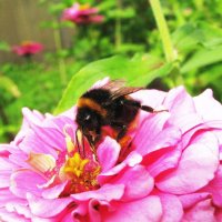 За работой :: Людмила Смородинская