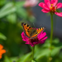 Летнее... :: Sergey (Apg)