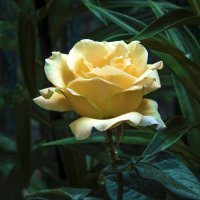 Жёлтая роза :: Валентин Семчишин