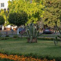 Агава :: Игорь Сикорский Агава :: Игорь Сикорский