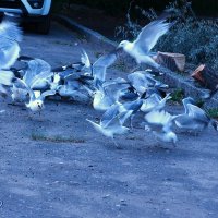 !!!! :: kolyeretka !!!! :: kolyeretka