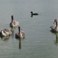 Лебединая семья :: Рита Симонова Лебединая семья :: Рита Симонова