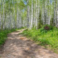 Березовая роща. :: Алексей Трухин