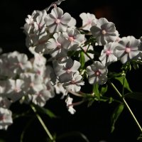 Ароматные флоксы :) :: Татьян@ Ивановна Ароматные флоксы :) :: Татьян@ Ивановна