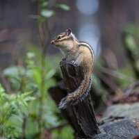 Бурундучок - лесной зверёк :: Вадим Басов