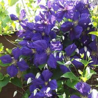 Яркий водопад клематиса... :: Freddy 97