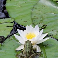 Пахнееет... :: Александр Кондаков