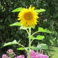 Подсолнух и флоксы :: Дмитрий Никитин