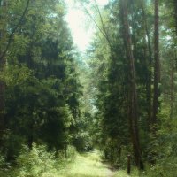 Лесная прогулка :: Леонид leo