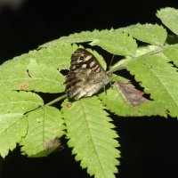 *** :: Зоя Мишина *** :: Зоя Мишина