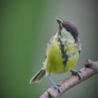 ...вся такая растакая ... :: Andrey Bragin 