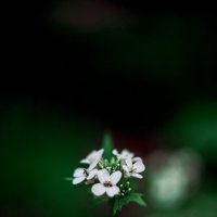 *** :: Яна Горбунова