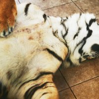 - :: Андрей Мясоедов - :: Андрей Мясоедов