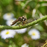 Ктырь :: Александр Леонов Ктырь :: Александр Леонов