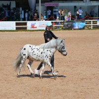 Международная конная выставка "Иппосфера" 2025 :: Николай Международная конная выставка "Иппосфера" 2025 :: Николай