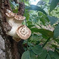 Юность Трутовика. :: Вячеслав. Синицын