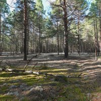 грибные места :: сергей грибные места :: сергей