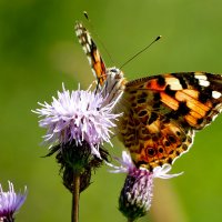 из снятого 1 августа 15 :: Александр Прокудин
