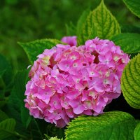 Гортензия крупнолистная :: Светлана 