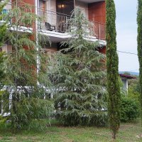 Гималайский кедр :: Татьяна Тюменка