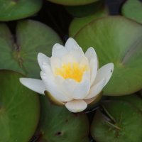 Лилия :: Дмитрий И_