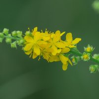 *** :: Виктор Иванович Чернюк *** :: Виктор Иванович Чернюк