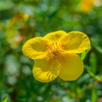 Дачные красоты :: Александр Филатов Дачные красоты :: Александр Филатов